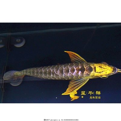 龍魚頓頭好,還是炮彈頭好：龍魚的頓頭和炮彈頭各有其優(yōu)缺點(diǎn) 龍魚百科 第1張