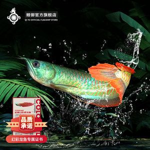 古典幻彩龍魚：古典幻彩龍魚的飼養(yǎng)