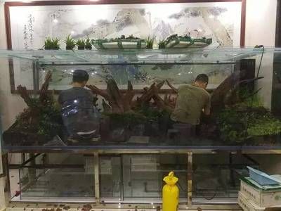 養(yǎng)龍魚用造景嗎：養(yǎng)龍魚是否使用造景取決于個人的喜好和養(yǎng)魚的經(jīng)驗 龍魚百科 第1張