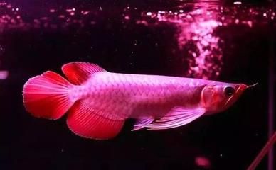 龍魚的生物學特性是什么：魚類活化石——龍魚