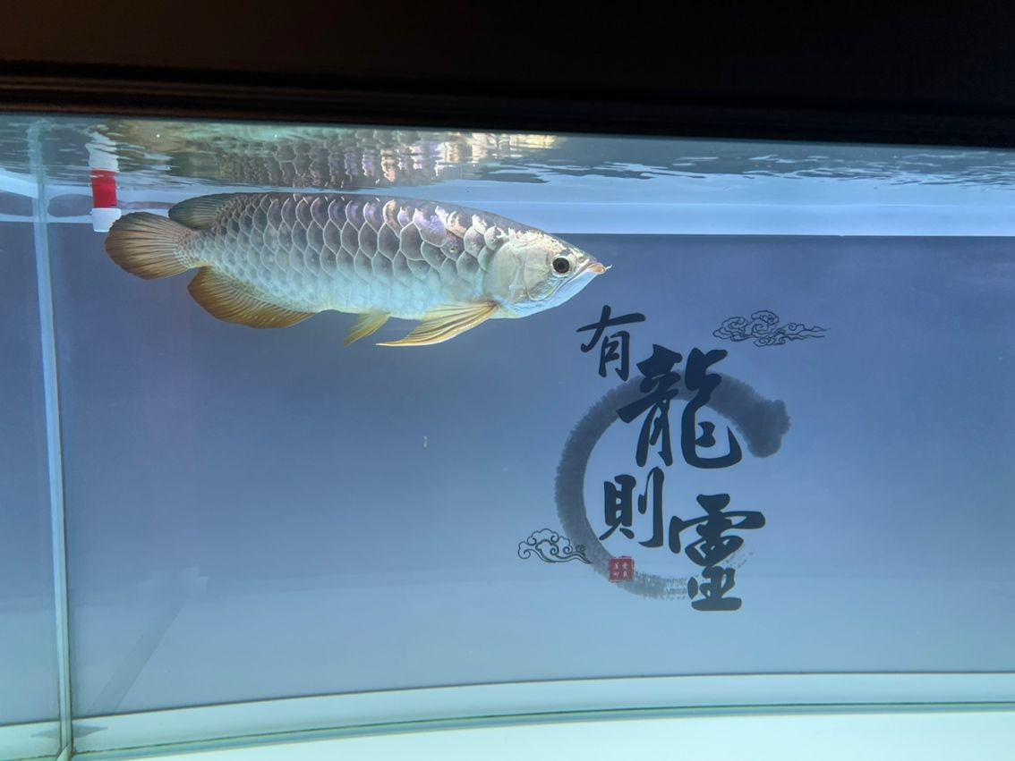 出過背金龍：自養(yǎng)3年，50cm左右過背金龍 觀賞魚論壇