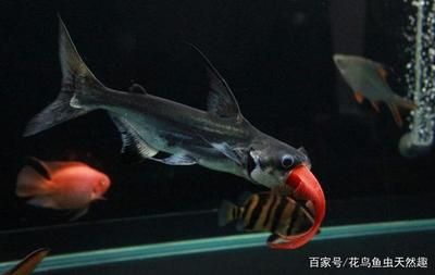 巨骨舌魚和龍魚混養(yǎng)能活嗎多少天：巨骨舌魚和龍魚混養(yǎng)能活嗎