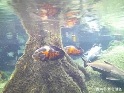 巨骨舌魚和龍魚混養(yǎng)能活嗎多少天：巨骨舌魚和龍魚混養(yǎng)能活嗎