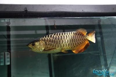 金龍魚過背和高背的區(qū)別圖：過背金龍魚和高背金龍魚的區(qū)別