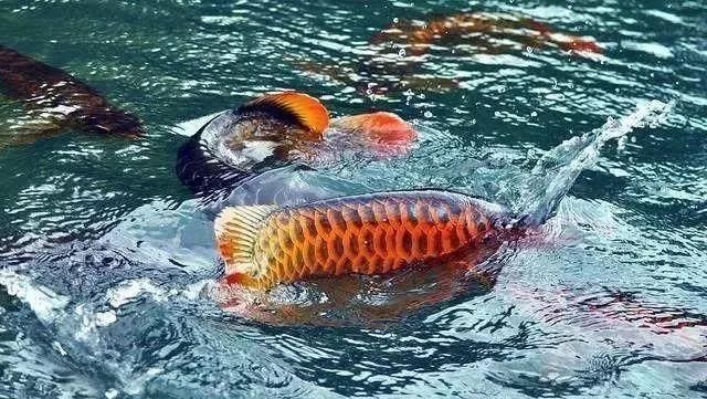 龍魚新入缸注意什么事項和禁忌：龍魚新入缸注意事項和禁忌