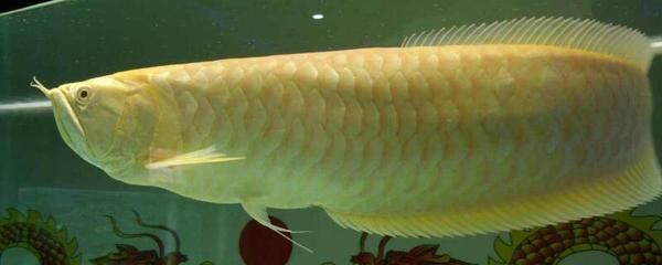 金龍魚(yú)兜嘴 辨別：如何辨別金龍魚(yú)是否出現(xiàn)兜嘴 龍魚(yú)百科 第3張