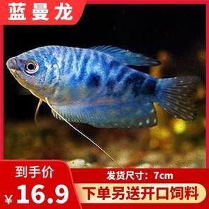 黃曼龍魚能和什么魚混養(yǎng)：黃曼龍魚可以和多種熱帶觀賞魚混養(yǎng)但需要注意的是