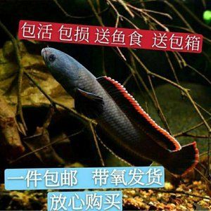 野生雷龍魚(yú)人可以吃嗎：野生雷龍魚(yú)不適合人類(lèi)直接食用嗎？ 龍魚(yú)百科 第2張