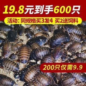 金龍魚喂凍蝦注意事項：喂食金龍魚凍蝦時需要注意以下幾點，避免凍久失去水分