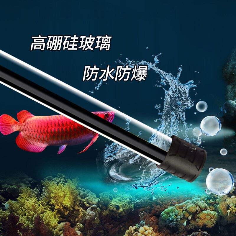 養(yǎng)龍魚需要小夜燈嗎為什么：養(yǎng)龍魚需要小夜燈嗎 龍魚百科 第3張