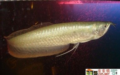 養(yǎng)銀龍魚好嗎？銀龍魚吃小魚殺生風(fēng)水講究：養(yǎng)銀龍魚好嗎 龍魚百科 第3張