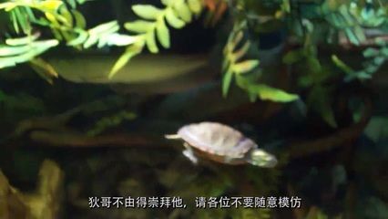 和龍魚混養(yǎng)的烏龜：烏龜與龍魚混養(yǎng)的注意事項(xiàng) 龍魚百科 第1張