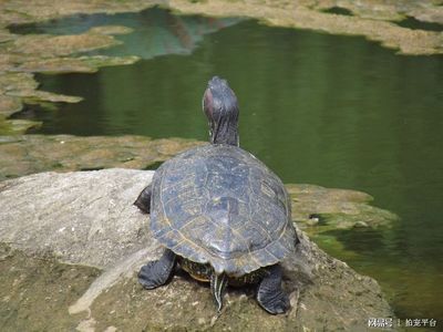 和龍魚混養(yǎng)的烏龜：烏龜與龍魚混養(yǎng)的注意事項(xiàng) 龍魚百科 第2張