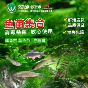 龍魚一年電費：關(guān)于龍魚一年的電費開銷 龍魚百科 第3張