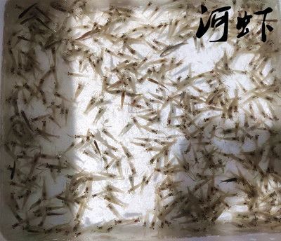 龍魚喂麥穗：探討龍魚喂食麥穗魚的話題時(shí) 龍魚百科 第3張