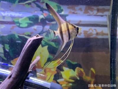 紅龍魚公母怎么分辨：紅龍魚公母的性別區(qū)分可以從以下幾個方面進行進行