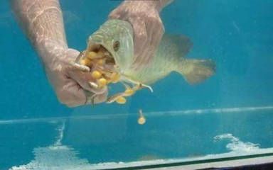 金龍魚翻肚子怎么救活：金龍魚翻肚子怎么辦 龍魚百科 第1張