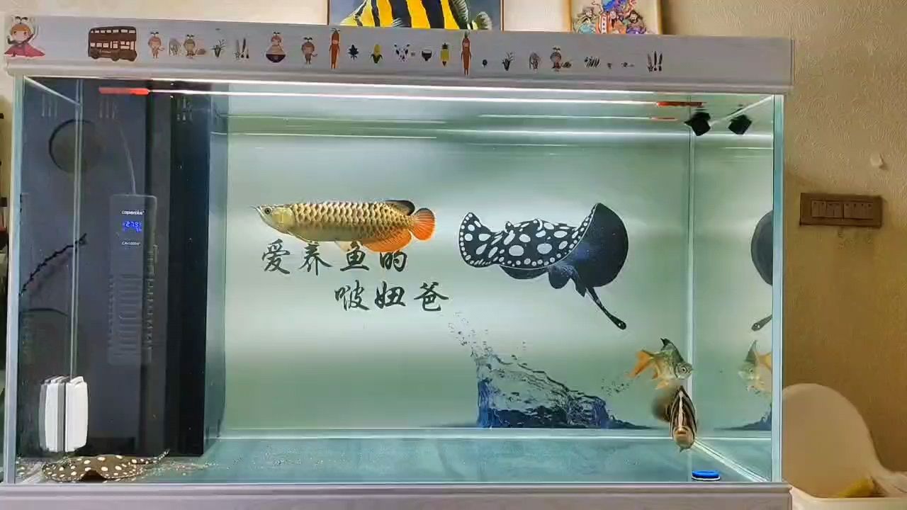 龍虎魟：龍虎[需手動填充]，拐咯嗯有空 觀賞魚論壇