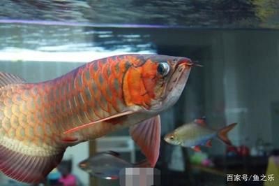 龍魚不喂食會長大嗎為什么：龍魚不喂食會長大嗎 龍魚百科 第2張