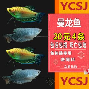 小龍魚作文：小龍魚作文：小龍魚的外形和生活習(xí)性 龍魚百科 第2張