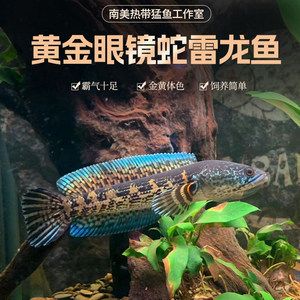 黃金眼鏡蛇類龍魚繁殖陪讀：黃金眼鏡蛇雷龍魚的繁殖 龍魚百科 第1張