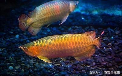 兩條金龍魚混養(yǎng)老是打架怎么辦：兩條金龍魚混養(yǎng)打架怎么辦