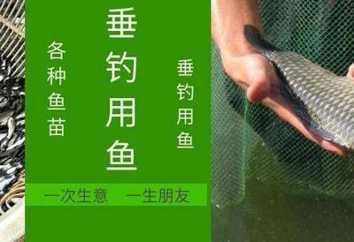 二十公分的紅龍魚吃什么最好養(yǎng)活：二十公分的紅龍魚吃什么最好養(yǎng)活二十公分的紅龍魚吃什么最好養(yǎng)活 龍魚百科 第1張