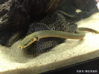 80魚缸養(yǎng)龍魚會(huì)小嗎？：80cm的魚缸可以養(yǎng)龍魚嗎？ 龍魚百科 第1張