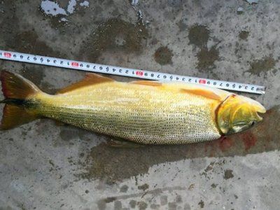 黃金河虎咬龍魚(yú)：黃金河虎是否會(huì)咬龍魚(yú)