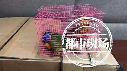 龍魚保護動物和鸚鵡烏龜案的區(qū)別：人工繁育的野生動物可以合法買賣嗎？