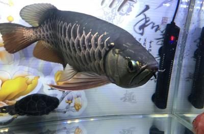 喂龍魚(yú)活食處理方法圖解：喂龍魚(yú)活食處理方法 龍魚(yú)百科 第1張