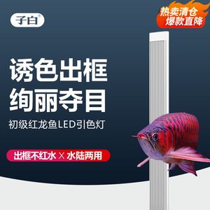 紅龍魚要用什么燈才容易誘色：紅龍魚的誘色燈的選擇要點 龍魚百科 第2張