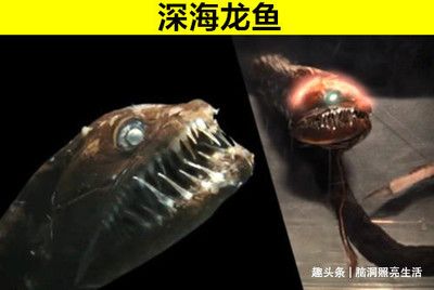 龍魚vs食人魚：龍魚和食人魚的區(qū)別