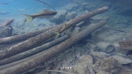 保山龍魚專賣店：云南保山龍魚專賣龍魚專賣店推薦保山龍魚專賣店