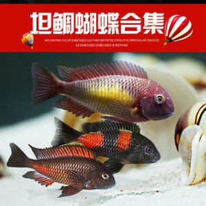 蝴蝶鯉 龍魚：蝴蝶鯉和龍魚可以一起混養(yǎng)嗎？