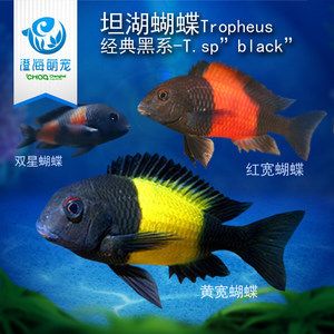 蝴蝶鯉 龍魚：蝴蝶鯉和龍魚可以一起混養(yǎng)嗎？