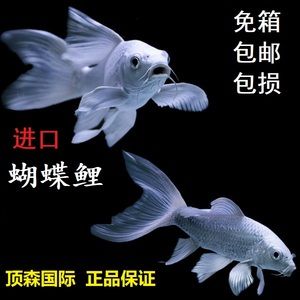 蝴蝶鯉 龍魚：蝴蝶鯉和龍魚可以一起混養(yǎng)嗎？