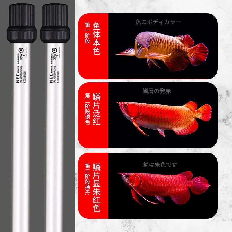 金龍魚用燈管和led哪個好：金龍魚用燈管和led哪個好金龍魚燈管和led哪個好 龍魚百科 第2張