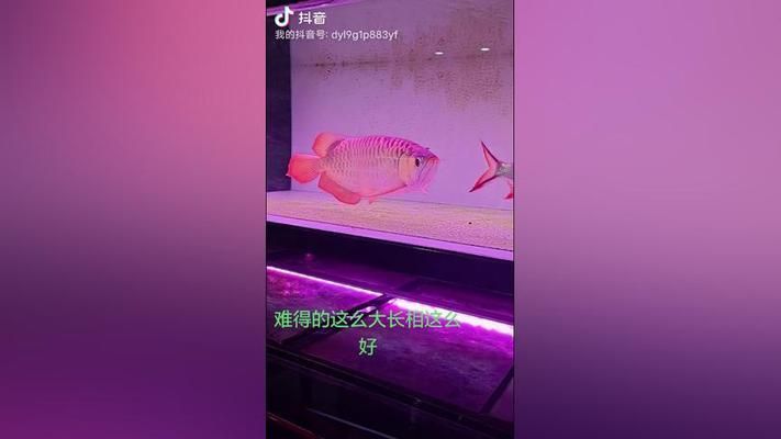 大湖紅龍魚特點描述作文怎么寫：大湖紅龍魚特點描述大湖紅龍魚的作文怎么寫