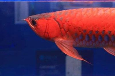 龍魚(yú)狀態(tài)不好沒(méi)食欲怎么調(diào)節(jié)好：針對(duì)龍魚(yú)狀態(tài)不好、沒(méi)有食欲的情況，可以從以下幾個(gè)方面調(diào)整 龍魚(yú)百科 第3張