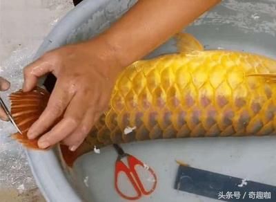 金龍魚燒須可以恢復(fù)嗎？：金龍魚燒須可以恢復(fù)嗎