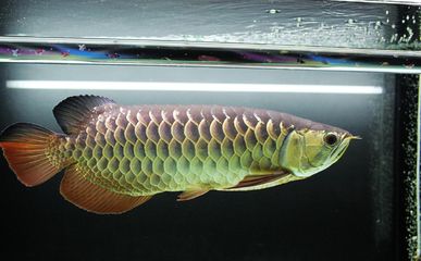 金龍魚燒須可以恢復(fù)嗎？：金龍魚燒須可以恢復(fù)嗎