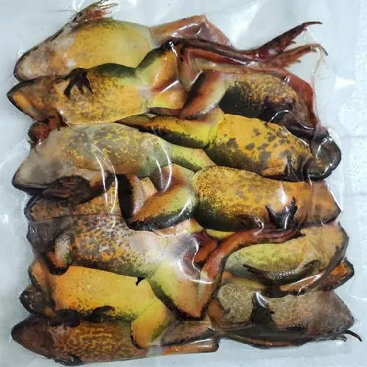 龍魚吃林蛙需要挖內(nèi)臟嗎：喂食龍魚林蛙時，不需要去除內(nèi)臟，龍魚吃林蛙需要挖內(nèi)臟嗎 龍魚百科 第2張