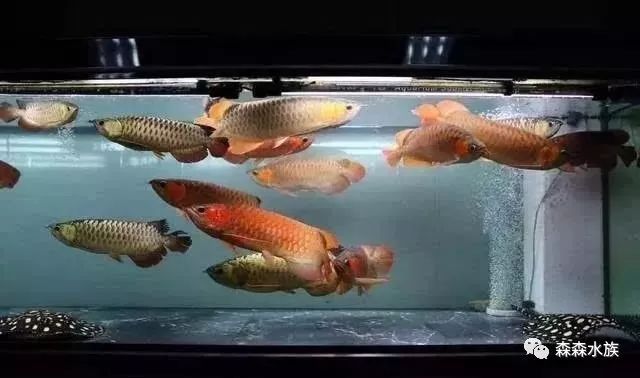 金龍魚缸燈光擺放位置圖：金龍魚缸燈光擺放位置 龍魚百科 第3張