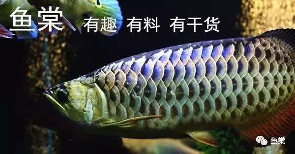 金龍魚金線鼓包：金龍魚金線鼓包怎么辦 龍魚百科 第3張