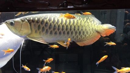 哪里有賣金龍魚的：金龍魚的產(chǎn)品在各大超市、農(nóng)貿(mào)市場(chǎng)和專賣店均有銷售