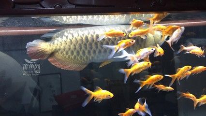 哪里有賣金龍魚的：金龍魚的產(chǎn)品在各大超市、農(nóng)貿(mào)市場(chǎng)和專賣店均有銷售