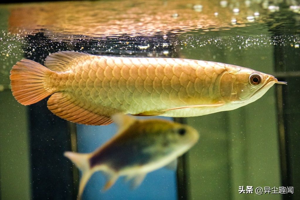 金龍魚不停撞魚缸：金龍魚不停撞魚缸可能有多種原因以下是根據(jù)搜索結(jié)果分析的幾種可能性