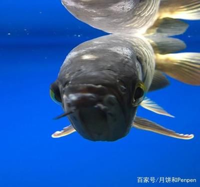 被龍魚咬傷手指有潛伏期嗎：被龍魚咬傷手指是否有潛伏期 龍魚百科 第2張