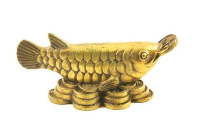 龍魚(yú)點(diǎn)金是什么樣子的：星點(diǎn)龍魚(yú)點(diǎn)金是什么樣子的龍魚(yú)點(diǎn)金是什么樣子的 龍魚(yú)百科 第3張